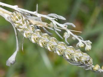  Chenille de Cucullia santonici Hb. - Philippe Mothiron