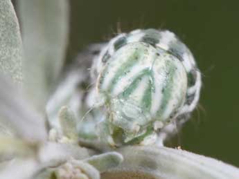  Chenille de Cucullia santonici Hb. - Philippe Mothiron