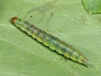  Chenille de Apotomis sauciana Frl. - ©Patrick Clement