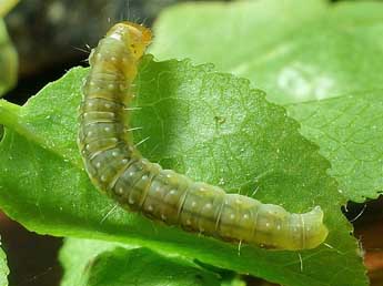  Chenille de Apotomis sauciana Frl. - ©Friedmar Graf