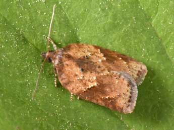 Acleris schalleriana L. adulte - Philippe Mothiron