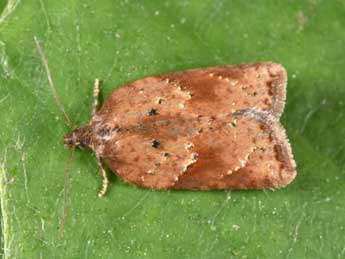 Acleris schalleriana L. adulte - Philippe Mothiron