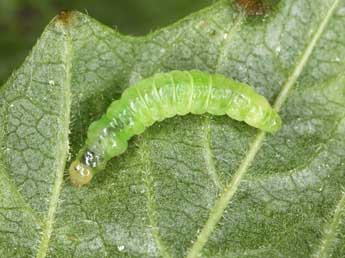  Chenille de Acleris schalleriana L. - ©Patrick Clement