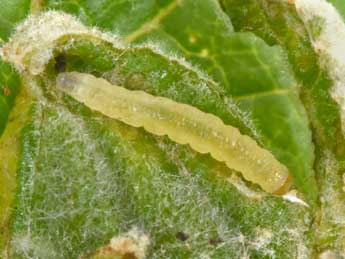  Chenille de Acleris schalleriana L. - Philippe Mothiron