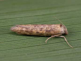 Oxypteron schawerdai Rbl adulte - ©Lionel Taurand