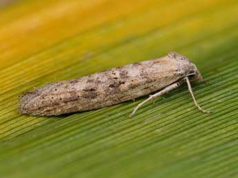 Oxypteron schawerdai Rbl adulte - ©Lionel Taurand