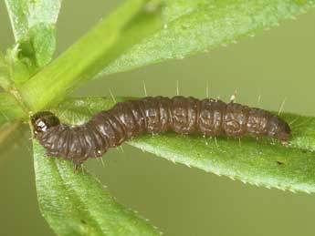  Chenille de Olethreutes scoriana Gn. - ©Jrg Schmid