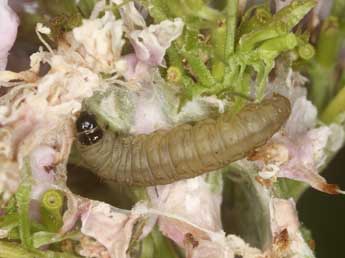  Chenille de Cnephasia sedana Const. - ©Jrg Schmid