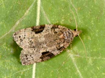 Apotomis semifasciana Hw. adulte - Philippe Mothiron