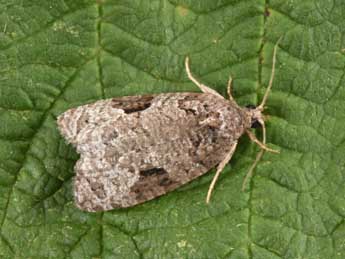 Apotomis semifasciana Hw. adulte - Philippe Mothiron