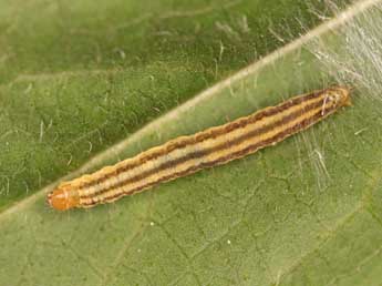  Chenille de Clepsis senecionana Hb. - ©Vincent Willefert