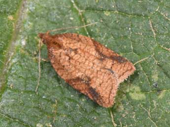 Acleris shepherdana Stph. adulte - Philippe Mothiron