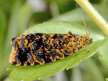 Celypha siderana Tr. adulte - Friedmar Graf