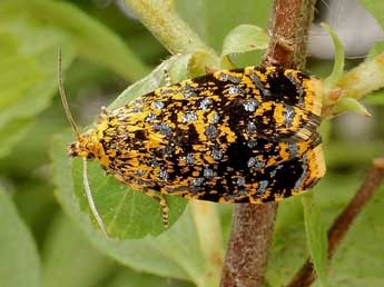 Celypha siderana Tr. adulte - Friedmar Graf