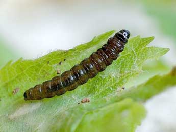  Chenille de Celypha siderana Tr. - Friedmar Graf