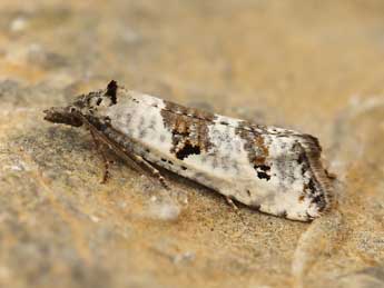 Phtheochroa simoniana Stgr adulte - ©Lionel Taurand