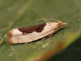 Epinotia solandriana L. adulte - Lionel Taurand