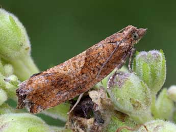 Epinotia solandriana L. adulte - ©Patrick Clement