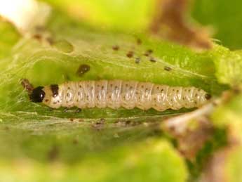  Chenille de Epinotia solandriana L. - Vincent Willefert