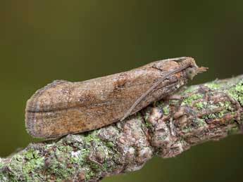 Epinotia sordidana Hb. adulte - ©Patrick Clement