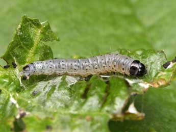  Chenille de Epinotia sordidana Hb. - ©Patrick Clement