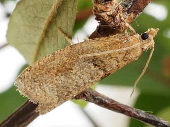 Epinotia sordidana Hb. adulte - Friedmar Graf