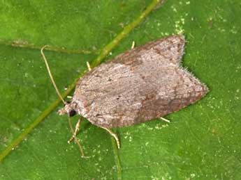 Acleris sparsana D. & S. adulte - ©Philippe Mothiron