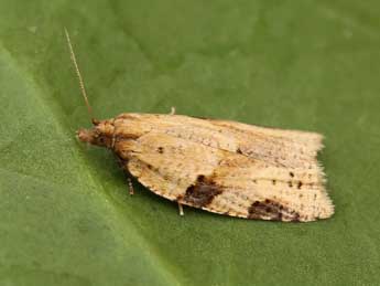 Clepsis spectrana Tr. adulte - Lionel Taurand