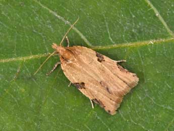 Clepsis spectrana Tr. adulte - Philippe Mothiron