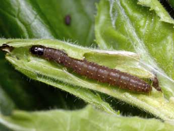  Chenille de Clepsis spectrana Tr. - ©Patrick Clement