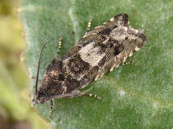 Pammene splendidulana Gn. adulte - Philippe Mothiron