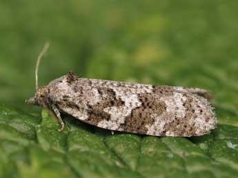 Cnephasia stephensiana Dbld. adulte - ©Lionel Taurand