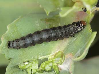  Chenille de Cnephasia stephensiana Dbld. - ©Jrg Schmid