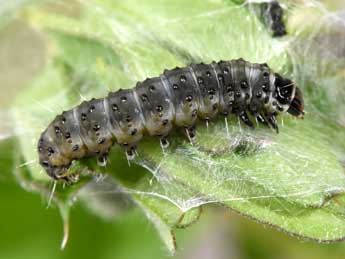  Chenille de Cnephasia stephensiana Dbld. - Philippe Mothiron