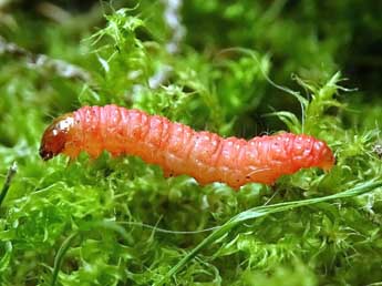  Chenille de Epiblema sticticana F. - Philippe Mottet