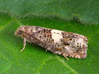 Epiblema sticticana F. adulte - ©Patrick Clement