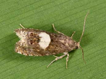 Epiblema sticticana F. adulte - Philippe Mothiron