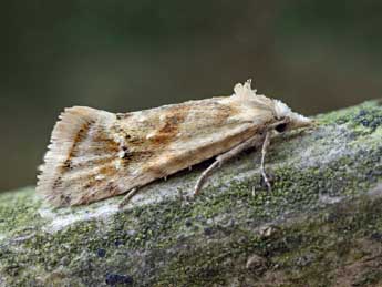 Cochylimorpha straminea Hw. adulte - Patrick Clement