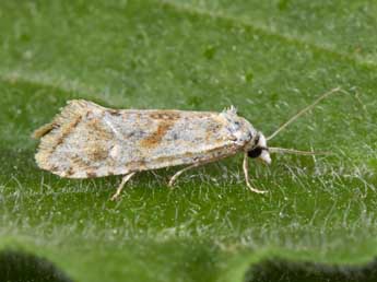 Cochylimorpha straminea Hw. adulte - Philippe Mothiron