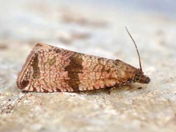 Celypha striana D. & S. adulte - ©Lionel Taurand