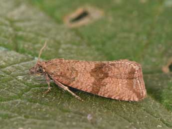 Celypha striana D. & S. adulte - ©Philippe Mothiron