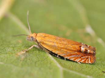 Lathronympha strigana F. adulte - ©Lionel Taurand