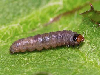  Chenille de Lathronympha strigana F. - ©Patrick Clement