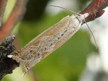 Ancylis subarcuana Doug. adulte - Friedmar Graf