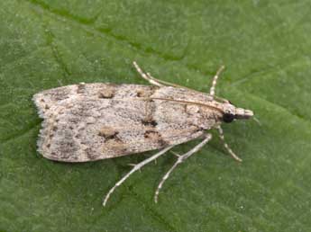 Scoparia subfusca Hw. adulte - ©Philippe Mothiron