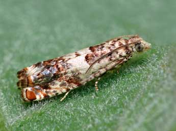 Epinotia subocellana Donovan adulte - ©Patrick Clement