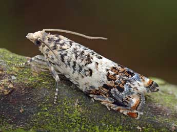 Epinotia subocellana Donovan adulte - Patrick Clement