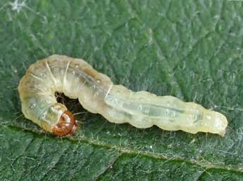  Chenille de Epinotia subocellana Donovan - ©Patrick Clement