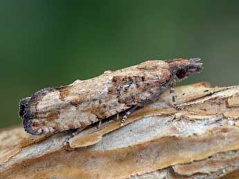 Acroclita subsequana H.-S. adulte - Patrick Clement