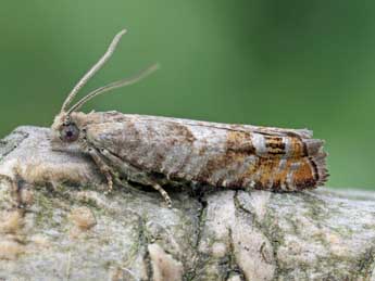 Epinotia subsequana Hw. adulte - Patrick Clement